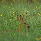 Roe deer